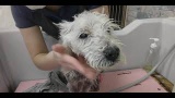 高齢犬のスキンケア動画